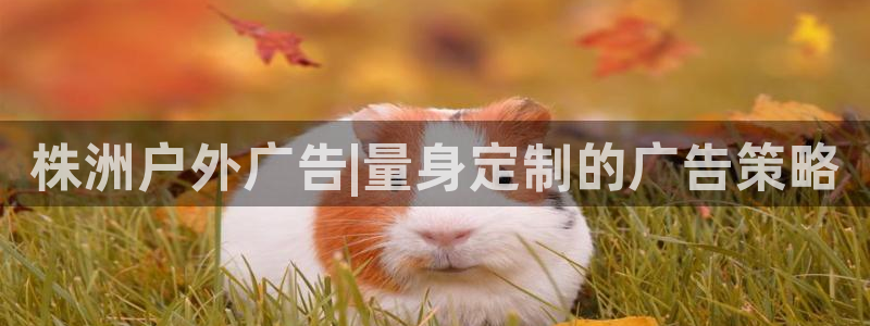 杏宇平台招商